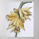 Suche nach banana poster Fruit