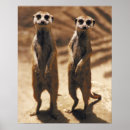Suche nach meerkats kunst Lustig