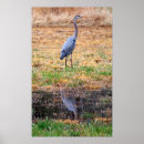 Suche nach blaue vögel poster Natur