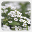 Suche nach clear aufkleber Weiß