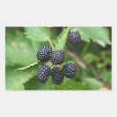 Suche nach blackberry aufkleber Obst
