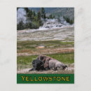 Suche nach bison vertikale postkarten Gelbstein
