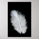 Suche nach vogelfeder poster Makro
