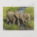 Suche nach loxodonta postkarten Adam jones