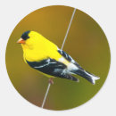 Suche nach goldschmied aufkleber Goldfinch