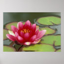 Suche nach woodland poster Rosa