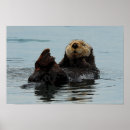 Suche nach sea otter poster Meer