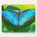 Suche nach blauer schmetterling mousepads Blauschmetterling