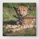 Suche nach entspannend wanduhren Tierwelt