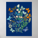Suche nach tierwelt poster Schmetterlinge