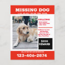 Suche nach hund im flyer Tiere