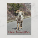 Suche nach bighorn postkarten Tierwelt