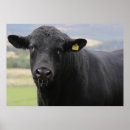 Suche nach angus poster Landwirtschaft