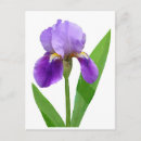 Suche nach lila iris postkarten Weiß