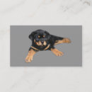 Suche nach rottweiler welpe visitenkarten Hund