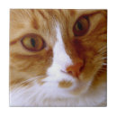 Suche nach katzen fliesen Süß