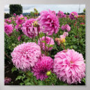 Suche nach rosa dahlien poster Natur