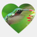 Suche nach hummingbird aufkleber Bunt
