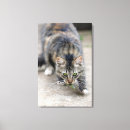 Suche nach eidechse leinwandbilder Schwanz