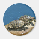 Suche nach schildkröte magnete Muschel