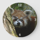 Suche nach ailurus Feuerfuchs