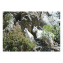 Suche nach wilde ziege poster Wild lebende tiere