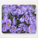 Suche nach krokus blumen mousepads Pflanze