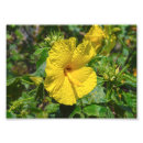 Suche nach gelber hibiskus poster Hawaii