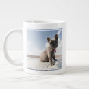 Suche nach reinrassiger hund tassen Welpe