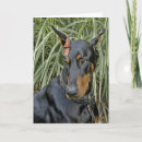 Suche nach doberman karten Fotografie