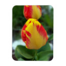 Suche nach tulpen magnete Gelb