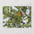 Suche nach freier vogel postkarten Vögel
