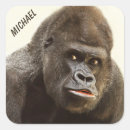 Suche nach gorilla aufkleber Foto