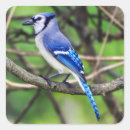 Suche nach blaues jay aufkleber Vogel