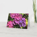 Suche nach lila hydrangeas karten Rosa