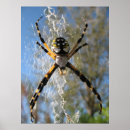 Suche nach orb poster Tiere