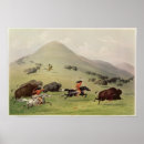 Suche nach catlin poster Bison