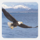 Suche nach weißkopfseeadler aufkleber Raubtier