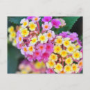 Suche nach tropische blumen postkarten Rosa
