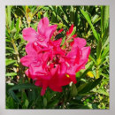 Suche nach oleander poster Foto