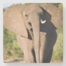 Suche nach afrikanischer elefant untersetzer Tier