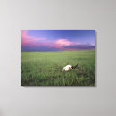 Suche nach bison leinwandbilder Landschaft