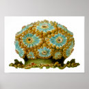 Suche nach haeckel kunst poster Biologie