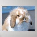 Suche nach zwergen poster Tier