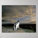 Suche nach magellan poster Chile