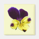 Suche nach viola magnete Blume