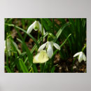 Suche nach schneefallen kunst Galanthus