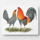 Suche nach geflügel fotoplatten Hühner