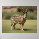 Suche nach hares poster Tier