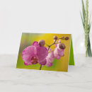 Suche nach rosa orchideen karten Fotografie